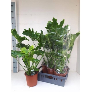 Philodendron Lickety split 19Ø 85cm