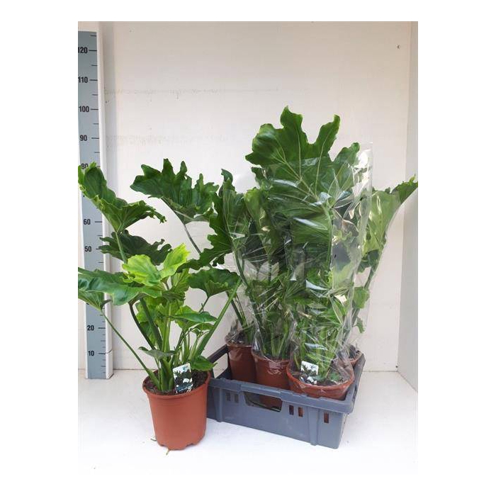 <h4>Philodendron Lickety split 19Ø 85cm</h4>