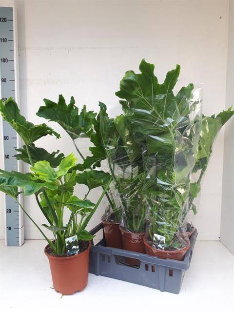 Philodendron Lickety split 19Ø 85cm