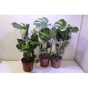 arr8 Monstera Deliciosa