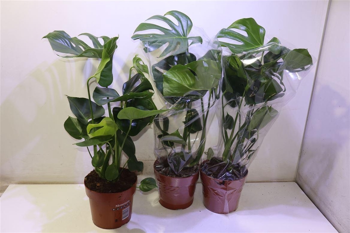 <h4>arr8 Monstera Deliciosa</h4>