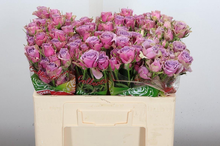 <h4>R Tr Purple Sky Op 5</h4>