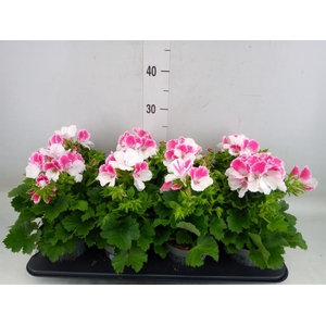 Pelargonium gran.   ..