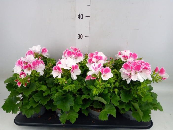 <h4>Pelargonium gran.   ..</h4>