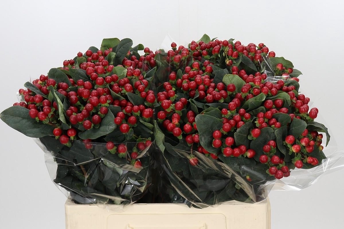 <h4>Hypericum True Romance</h4>