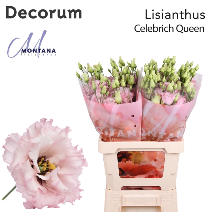 <h4>Eustoma russ. DU 'Celebrich Queen'</h4>
