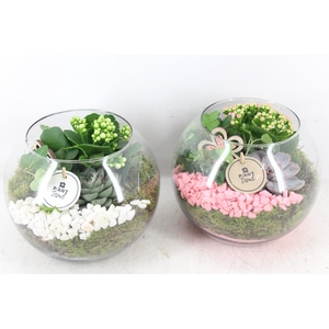 arr2 PL - Glas bol x5 - roze/wit