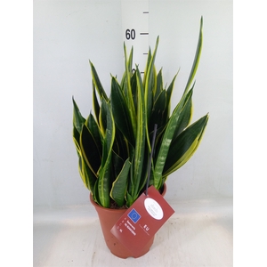 Sansevieria trifa.   ...