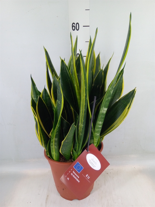 <h4>Sansevieria trifa.   ...</h4>