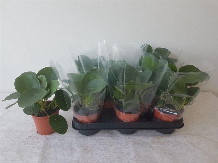 <h4>Pilea peperomoides</h4>