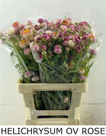 <h4>Helichrysum Ov Pink</h4>