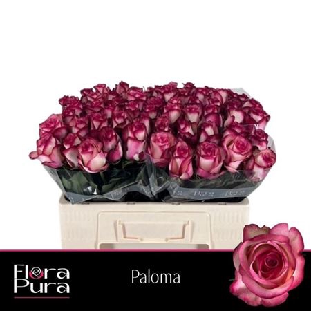 <h4>Rosa grootbloemig Paloma</h4>