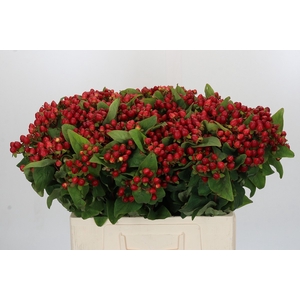 Hypericum Magical Triumph