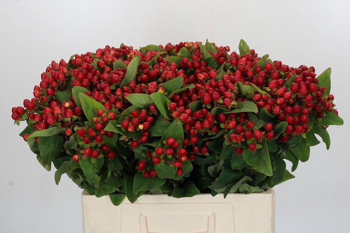 Hypericum Magical Triumph
