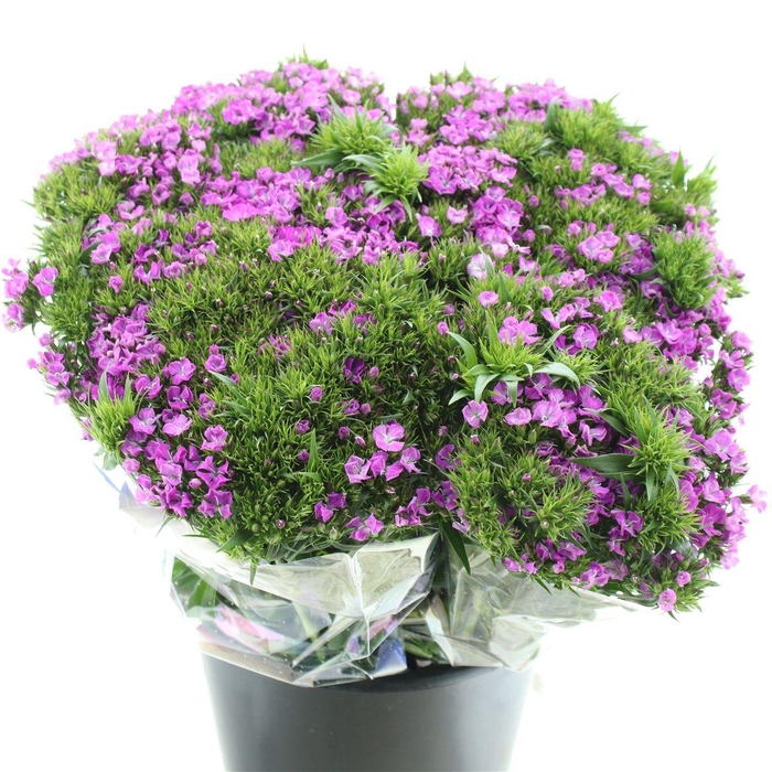 <h4>Di Barb Am Neon Purple</h4>