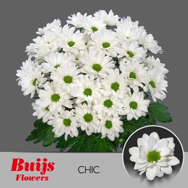<h4>CHR T CHIC</h4>