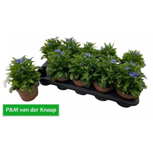 MYOS SY LAURA D BLUE