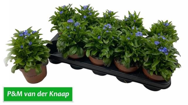 <h4>MYOS SY LAURA D BLUE</h4>