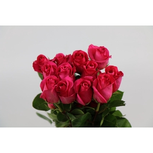 Rosa ec pink floyd