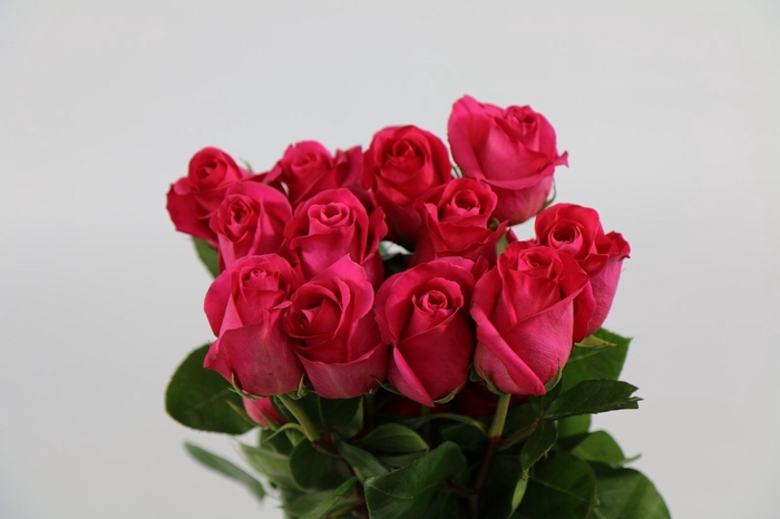 <h4>Rosa ec pink floyd</h4>