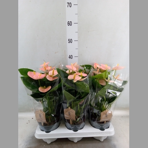Anthurium andr. 'Spirit'