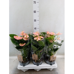 Anthurium andr. 'Spirit'