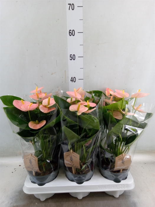 <h4>Anthurium andr. 'Spirit'</h4>