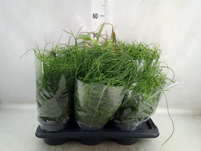 <h4>Rhipsalis   ...mix</h4>