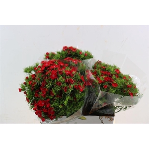 Di Barb Breanthus Amras Red