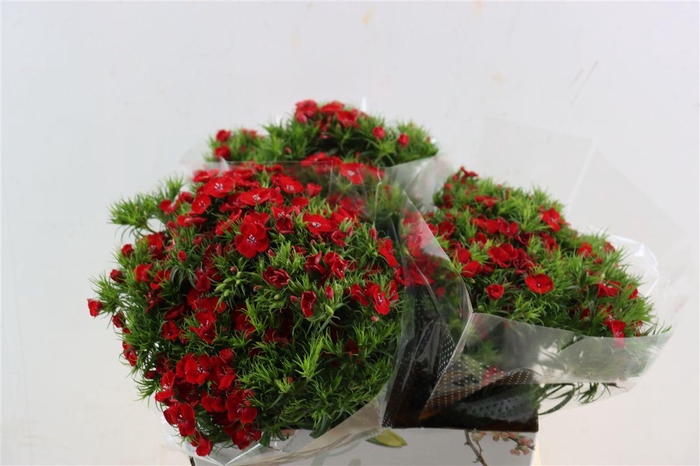 <h4>Di Barb Breanthus Amras Red</h4>