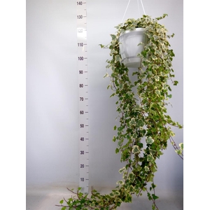 Hedera helix 'White Wonder'