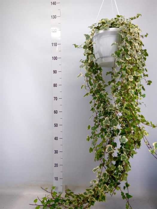 <h4>Hedera helix 'White Wonder'</h4>