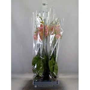 Phalaenopsis  'Ant Ravello'