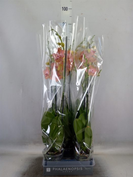 <h4>Phalaenopsis  'Ant Ravello'</h4>