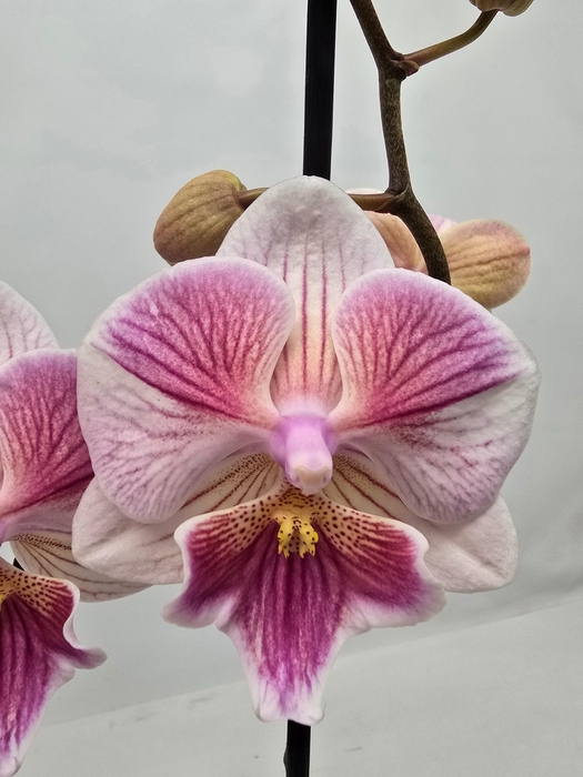 <h4>Limited14week 17</h4>