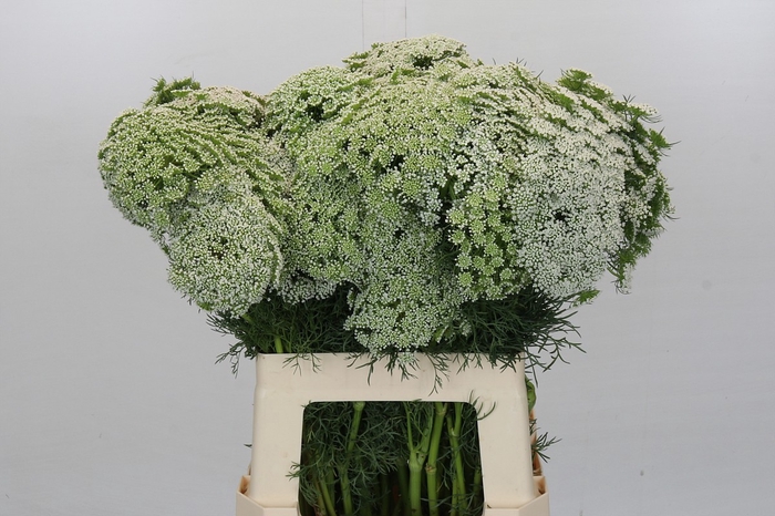 Ammi Visnaga