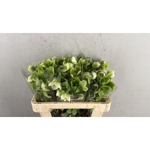 Helleborus Magnificent Bells