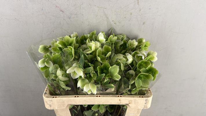 <h4>Helleborus Magnificent Bells</h4>