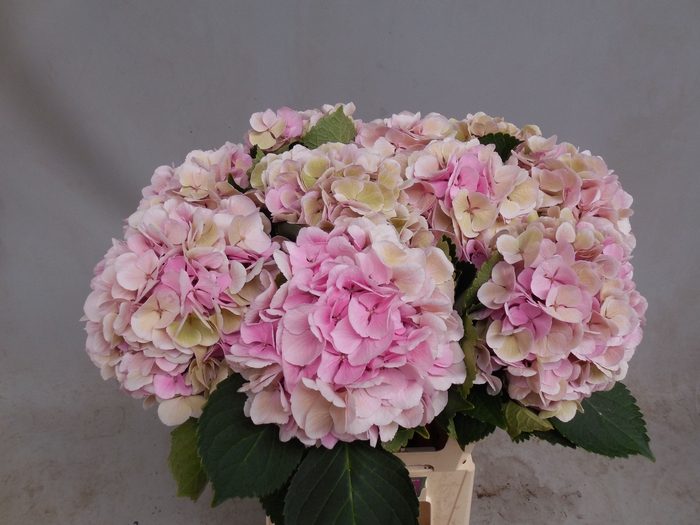 <h4>HYDR M CH MONIKA CL</h4>