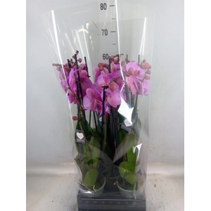 Phalaenopsis  'Ant Orlando'