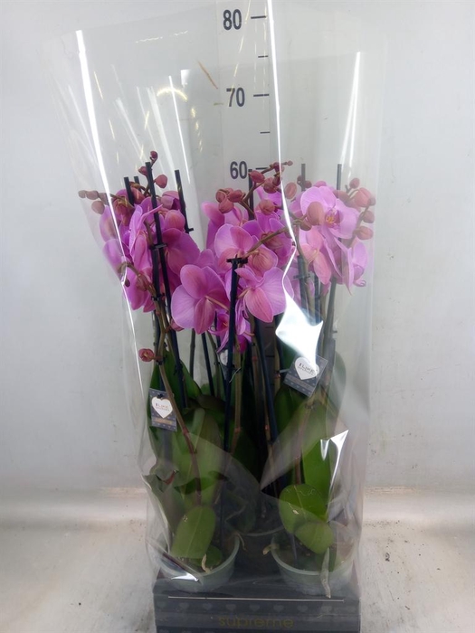 <h4>Phalaenopsis  'Ant Orlando'</h4>