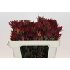Leucadendron Blush Spray