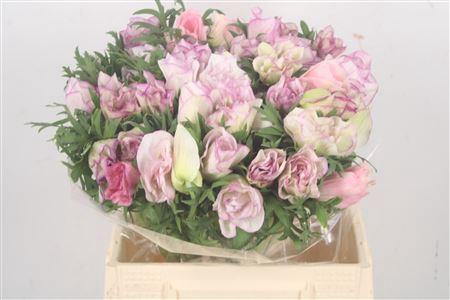 <h4>Anem Mistral Malva Super</h4>