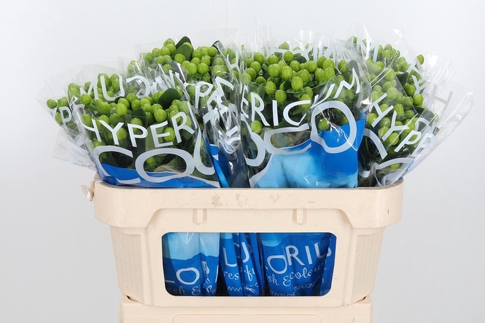 <h4>Hyp Coco Bamboo</h4>