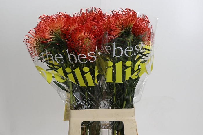 <h4>Nutans Succession</h4>