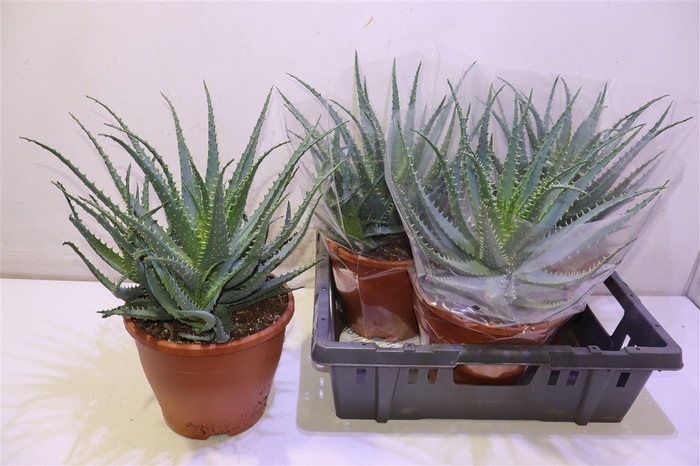 <h4>Aloe Arborescens</h4>
