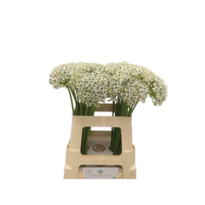 ALLIUM NIGRUM