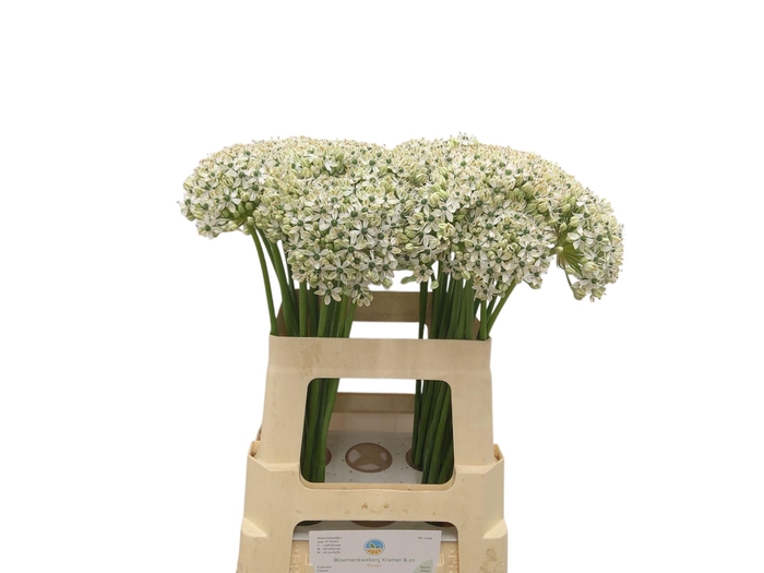 <h4>ALLIUM NIGRUM</h4>