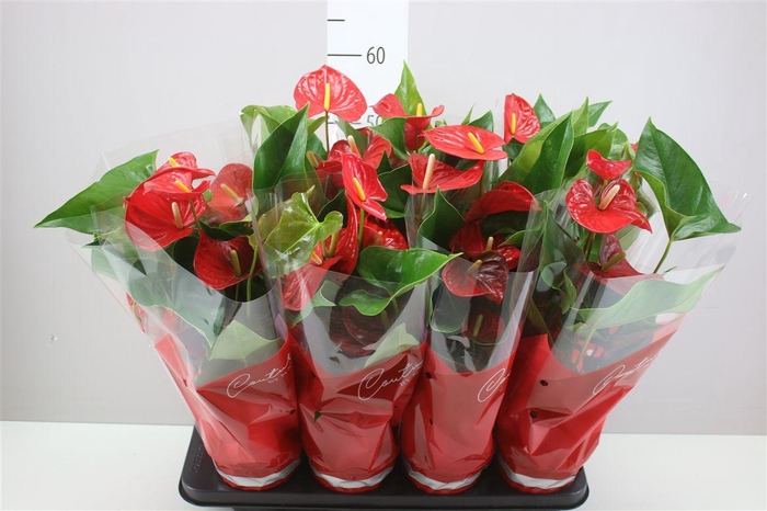 <h4>Anth An Casparo Red</h4>