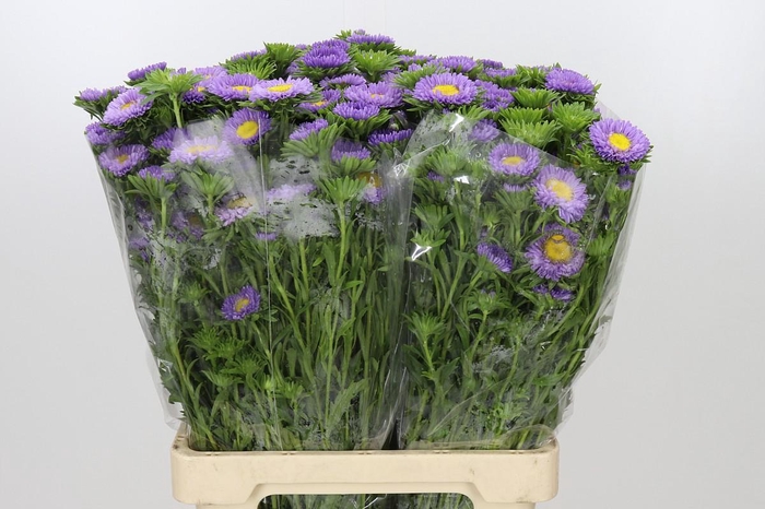 <h4>Callistephus Matsumoto Lavender</h4>